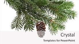  Presentation with fir tree - Cool new slide deck with fir tree branch isolated backdrop and a white colored foreground