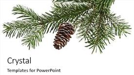  Presentation with fir tree - PPT theme having fir tree branch isolated background and a white colored foreground