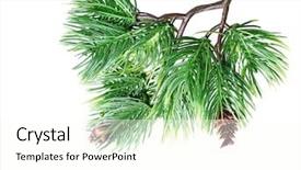  Presentation with fir tree - Slide set enhanced with fir tree branch isolated background and a cream colored foreground