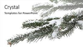  Presentation with snow tree - Presentation theme with fir tree branch with fresh background and a white colored foreground