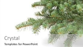  Presentation with fir tree - PPT theme consisting of fir tree branch on a white background close up christmas decoration background and a white colored foreground