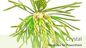  Presentation with fir tree - Presentation design featuring fir tree branch with a fresh new cones isolated on white background and a soft green colored foreground