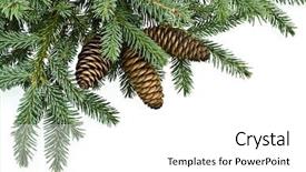  Presentation with olive tree branch ripe - Amazing PPT theme having fir tree branches with cones backdrop and a white colored foreground