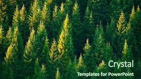  Presentation with forest morning - PPT layouts featuring fir tree forest in morning background and a forest green colored foreground