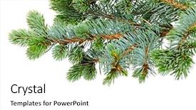  Presentation with white birch tree - Colorful PPT theme enhanced with fir tree isolated on white backdrop and a white colored foreground