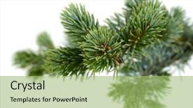  Presentation with fir tree - Cool new presentation with fir tree isolated on white backdrop and a mint green colored foreground
