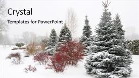  Presentation with barberry - Slides having fir trees and barberry bushes at winter park in snow background and a sky blue colored foreground