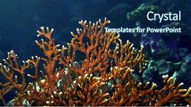  Presentation with fire red - Presentation theme enhanced with fire coral millepora dichotoma glare background and a navy blue colored foreground