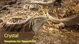  Presentation with survivor island - Slide deck with fire dragon - reptiles of the island background and a tawny brown colored foreground