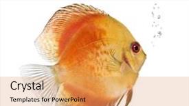  Presentation with discus fish - Beautiful PPT theme featuring fire red discus fish symphysodon backdrop and a yellow colored foreground