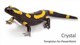  Presentation with fire warning - Cool new PPT theme with fire salamander bright colored amphibian backdrop and a white colored foreground