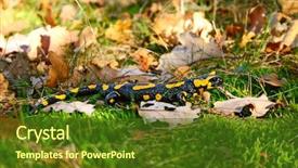  Presentation with green gram - Cool new PPT layouts with fire salamander in a green backdrop and a tawny brown colored foreground