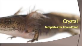  Presentation with larva - Slide set consisting of fire salamander larva showing background and a tawny brown colored foreground