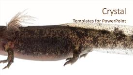  Presentation with larva - Presentation theme enhanced with fire salamander larva showing background and a cream colored foreground