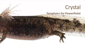  Presentation with larva - Beautiful PPT theme featuring fire salamander larva showing backdrop and a cream colored foreground