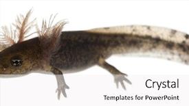  Presentation with larva - Slides with fire salamander larva showing background and a white colored foreground