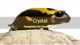  Presentation with fire - Theme with fire salamander on rock salamandra background and a tawny brown colored foreground