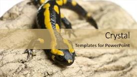  Presentation with rock - Cool new presentation theme with fire salamander on rock salamandra backdrop and a yellow colored foreground
