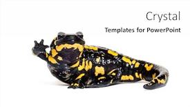  Presentation with fire - Presentation design consisting of fire salamander salamandra salamandra waving background and a white colored foreground