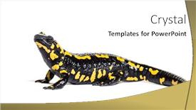 Presentation with fire - PPT theme enhanced with fire salamander salamandra salamandra in front of white background background and a white colored foreground