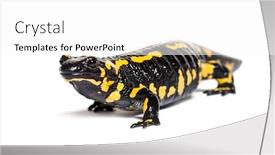  Presentation with fire - Colorful presentation design enhanced with fire salamander salamandra salamandra in front of white background backdrop and a white colored foreground