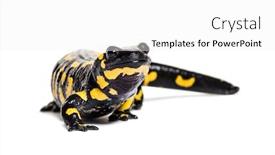  Presentation with fire department drone - Amazing presentation having fire salamander salamandra salamandra in front of white background backdrop and a white colored foreground