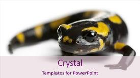  Presentation with fire - PPT layouts featuring fire salamander salamandra salamandra background and a lemonade colored foreground