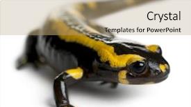  Presentation with fire - Audience pleasing PPT layouts consisting of fire salamander salamandra salamandra backdrop and a coral colored foreground