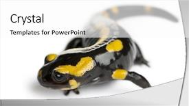  Presentation with fire - Cool new theme with fire salamander salamandra salamandra backdrop and a white colored foreground
