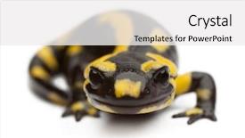  Presentation with fire - Slides consisting of fire salamander salamandra salamandra background and a white colored foreground