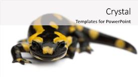  Presentation with fire - Theme consisting of fire salamander salamandra salamandra background and a  colored foreground