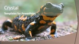  Presentation with fire - Presentation design having fire salamander to go hunt background and a gray colored foreground