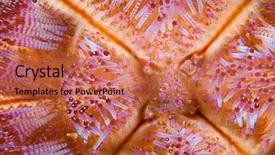  Presentation with fire - PPT layouts enhanced with fire sea urchin asthenosoma varium background and a red colored foreground