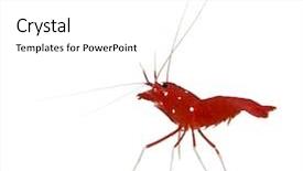  Presentation with fire red - PPT theme featuring fire shrimp also known background and a white colored foreground