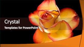  Presentation with rose yellow - Presentation design having fire-tipped a yellow rose background and a wine colored foreground