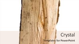  Presentation with white birch tree - Amazing presentation design having fire wood from birch-tree backdrop and a coral colored foreground