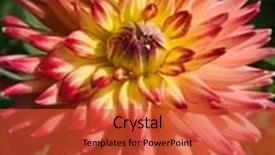  Presentation with nova scotia - Theme enhanced with fireburst dahlia macro nova scotia background and a red colored foreground