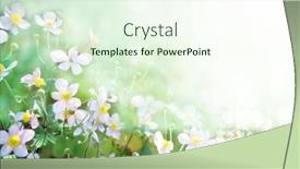  Presentation with sunny fall - Presentation theme enhanced with first-autumn-japanese-anemone-flower background and a  colored foreground