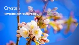  Presentation with spring tree - Beautiful slide deck featuring first-blooms-of-yoshino-cherry backdrop and a cobalt blue colored foreground