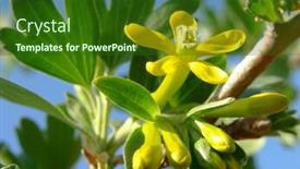  Presentation with blackcurrant - Presentation theme having first flower on blackcurrant branch background and a forest green colored foreground