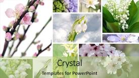  Presentation with first - Slides enhanced with collage spring - first flowers background and a mint green colored foreground