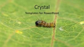  Presentation with caterpillar - Amazing theme having first instar gulf fritillary butterfly backdrop and a yellow colored foreground