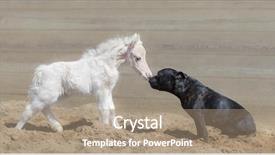  Presentation with first meeting - Audience pleasing presentation theme consisting of first meeting staffordshire bull terrier backdrop and a coral colored foreground