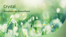  Presentation with close up shot - Presentation theme enhanced with first ski - close-up shot of the frozen background and a soft green colored foreground