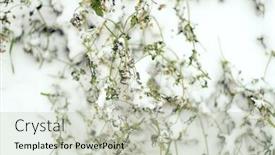  Presentation with first - Beautiful theme featuring first snow concept green grass in first unexpectable snow in the autumn backdrop and a soft green colored foreground