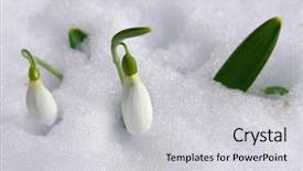  Presentation with first - Beautiful slides featuring first snowdrops among thawing snow backdrop and a light gray colored foreground