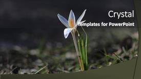  Presentation with wild flower - Slide set with first-sping-wild-crocuse-flower background and a dark gray colored foreground