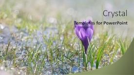  Presentation with first - Cool new PPT layouts with first spring crocus flower in the rays of the sun backdrop and a light gray colored foreground