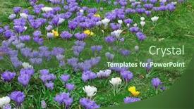  Presentation with first - PPT layouts with first spring crocus vernus flowers background and a tawny brown colored foreground