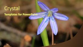  Presentation with first - Colorful presentation theme enhanced with first spring flower scilla bifolia in forest backdrop and a tawny brown colored foreground